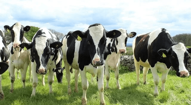Holstein cows grazing in a green pasture